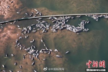  那不勒斯死亡三叉戟，非洲双星连线摧毁防线